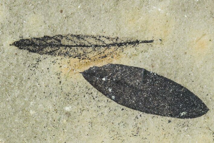 Two Fossil Leaves - Green River Formation, Utah #111455